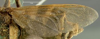 Media type: image;   Entomology 12550 Aspect: wing